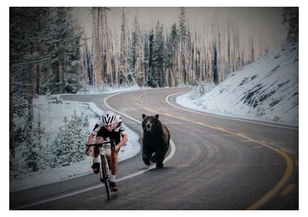 Ours qui court derrière un vélo