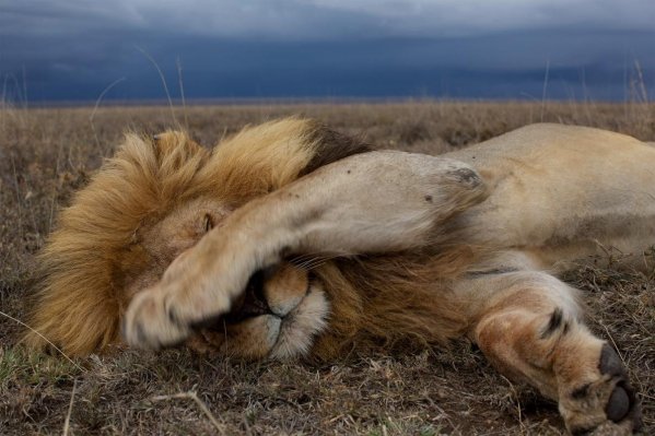 Lion qui dort