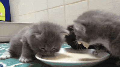 gattini che bevono latte