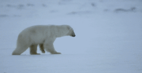 Ours saute dans la neige