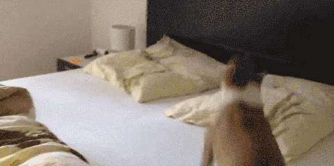 cane che corre sul letto