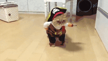 Chat déguisé en pirate