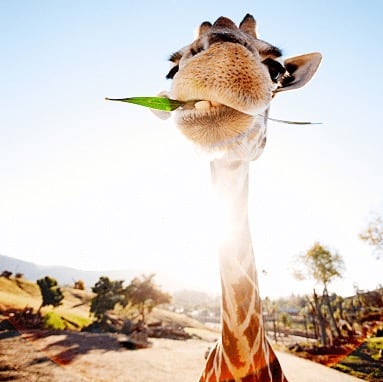 Girafe qui grignotte une feuille